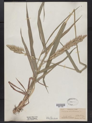 Phalaris arundinacea