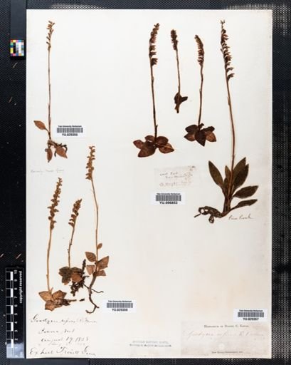 Goodyera repens