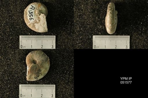 Hoploscaphites nicolletii