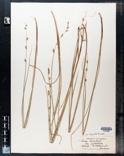 Carex canescens