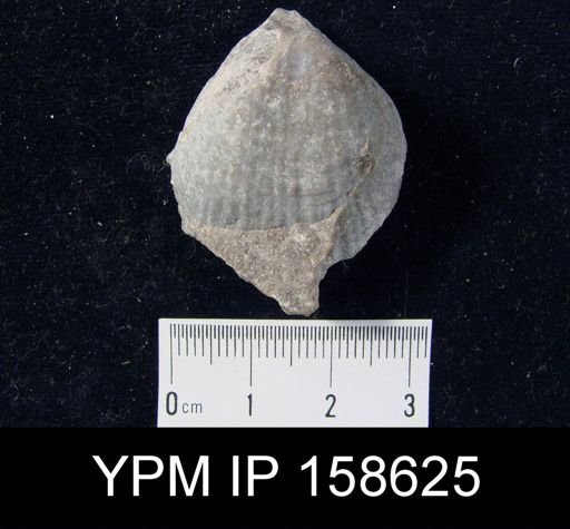 Clorinda barrandei plicata
