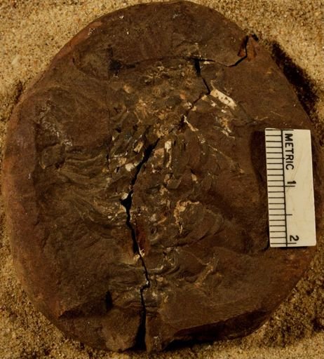 Lepidostrobus