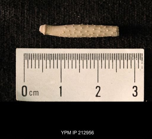 Archaeocidaris sp.