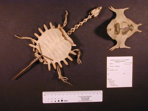 Apalone mutica
