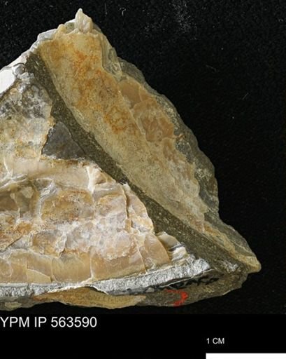 undet. Bivalvia