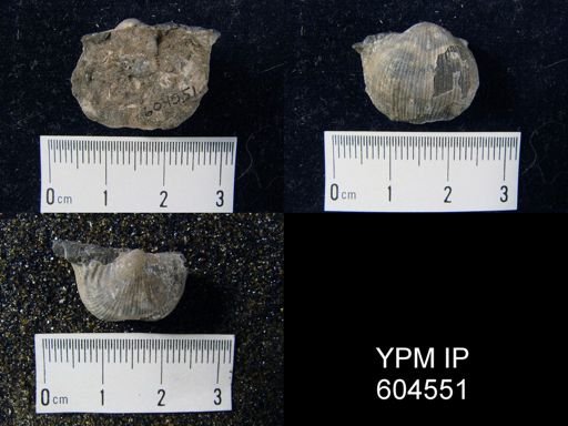 Marginifera?