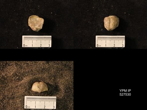Pustula nebrascensis