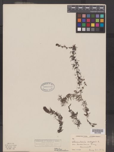 Utricularia vulgaris