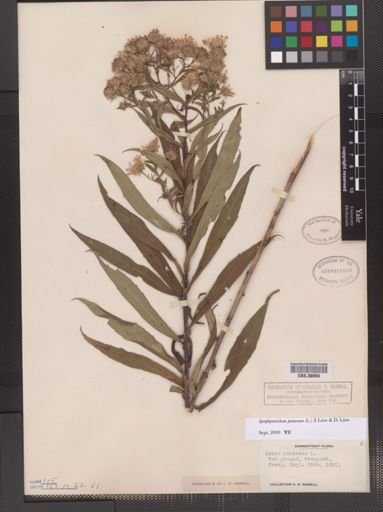 Symphyotrichum puniceum