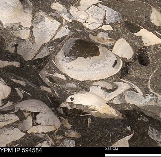 Protocardia sp.