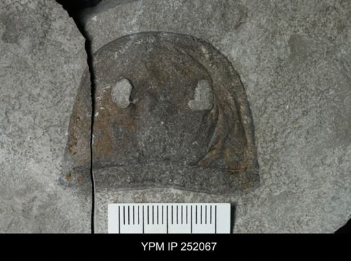 Eurypterus sp.