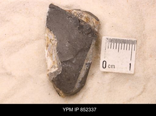 Baculites sp.