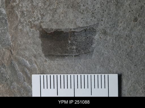 undet. Eurypterida