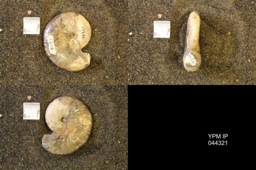 Hoploscaphites comprimus