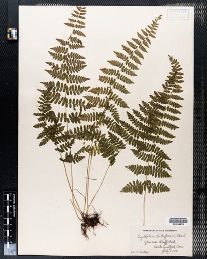 Cystopteris bulbifera