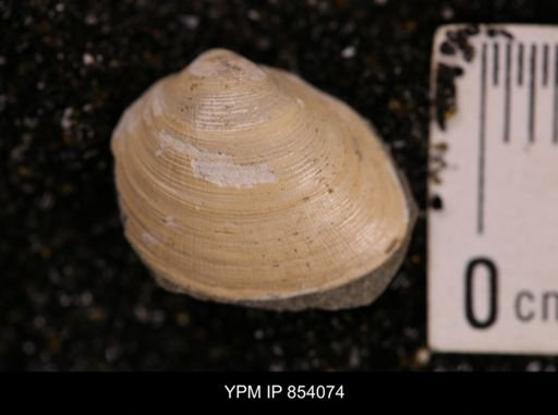 Limopsis striatopunctatus