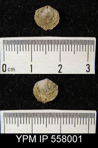 undet. Atrypidae
