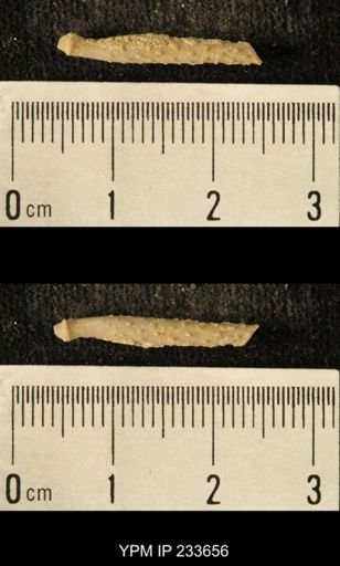 Archaeocidaris sp.