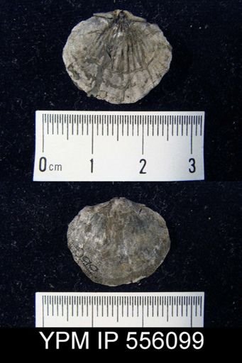 Tropidoleptus sp.