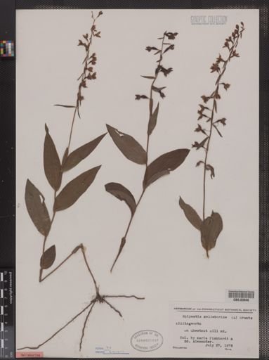 Epipactis helleborine