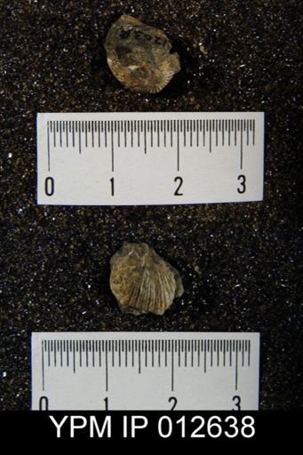 Rhynchopora taylori