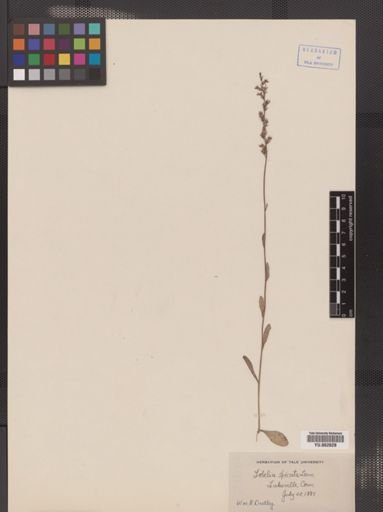 Lobelia inflata