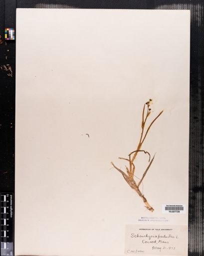Scheuchzeria palustris