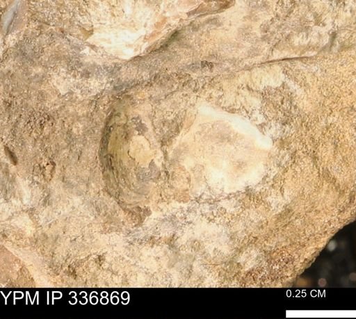 undet. Bivalvia