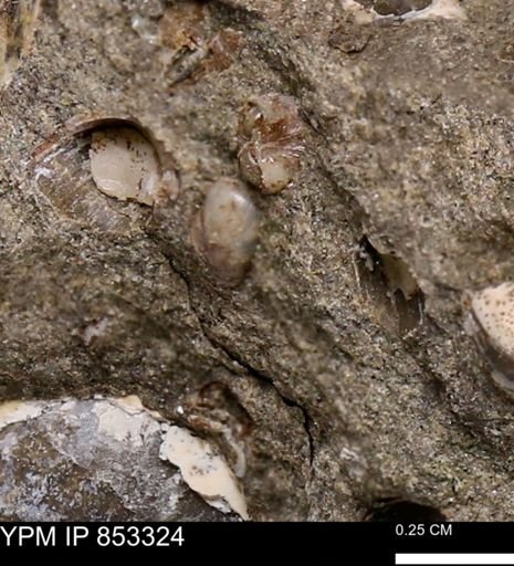Limopsis striatopunctatus