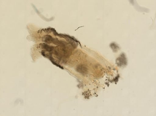 Gersemia fruticosa