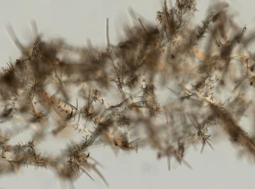 Clathria cf. prolifera