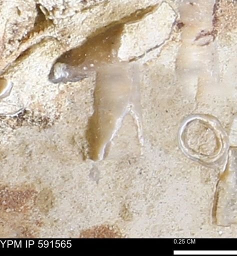 Serpulidae