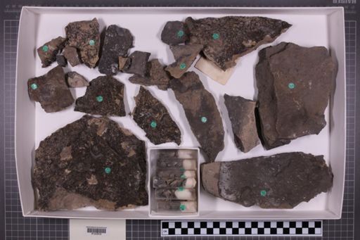 mixed taxa, stratigraphic collection
