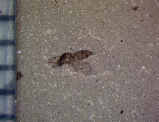 undet. Diptera