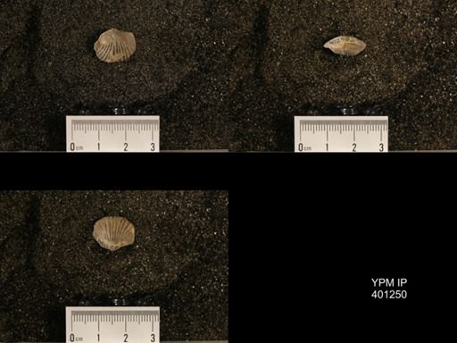 Orthis (Plectorthis) dichotoma
