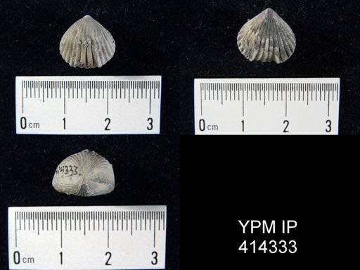 Stenoscisma?