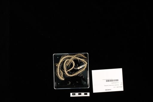 Colubridae