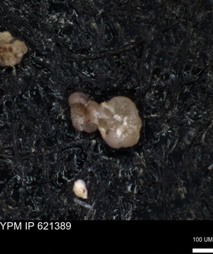 undet. Foraminiferida