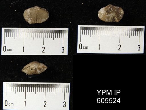 Rhysostrophia bella