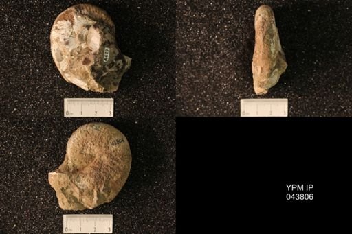Hoploscaphites nicolletii