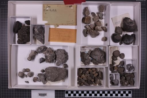 mixed taxa, stratigraphic collection