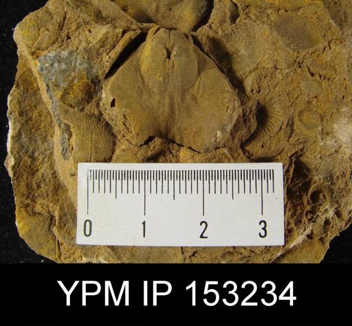 Eatonia sp.