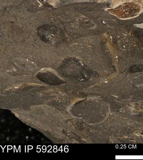 Protocardia?