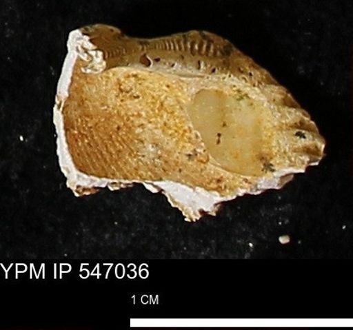 Scapharca transversa