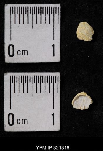 Ambocoelia umbonata
