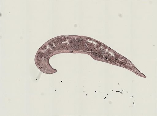 Turbellaria