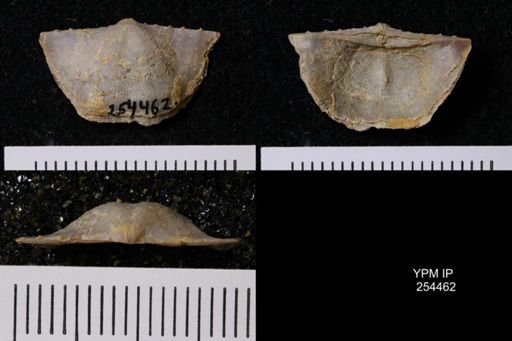 Chonetes granulifer