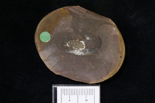 Pygocephalus gracilis