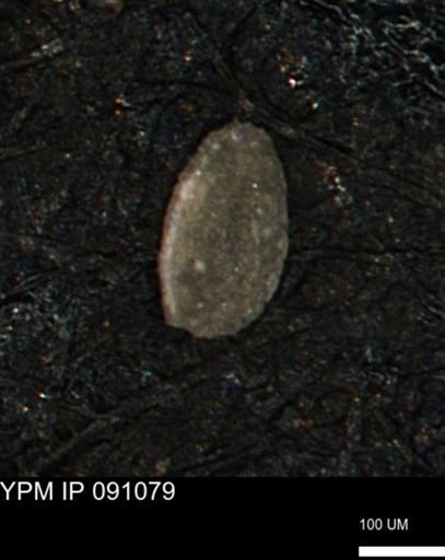 Spirolocammina subcircularis