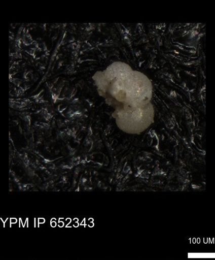 undet. Rugoglobigerinidae